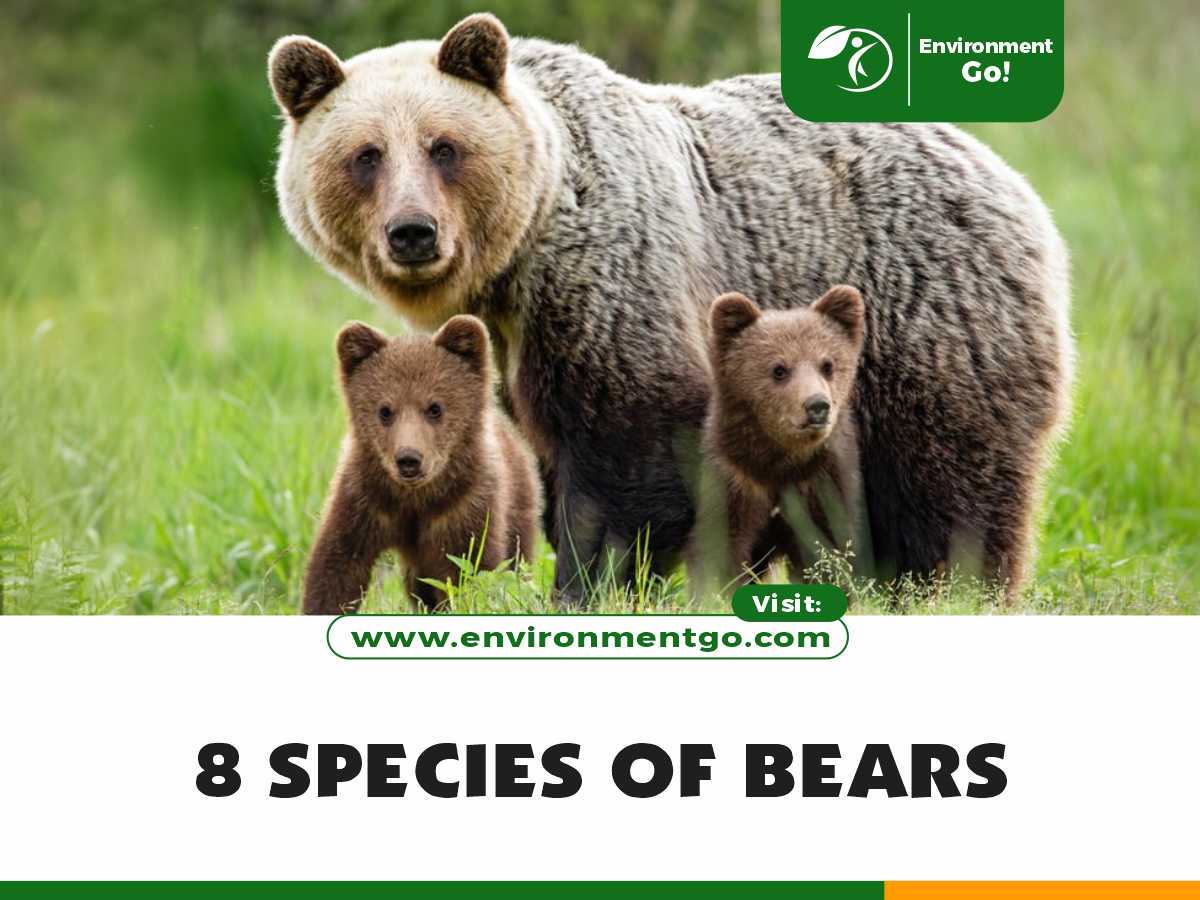 8 SPECIES OF BEARS
