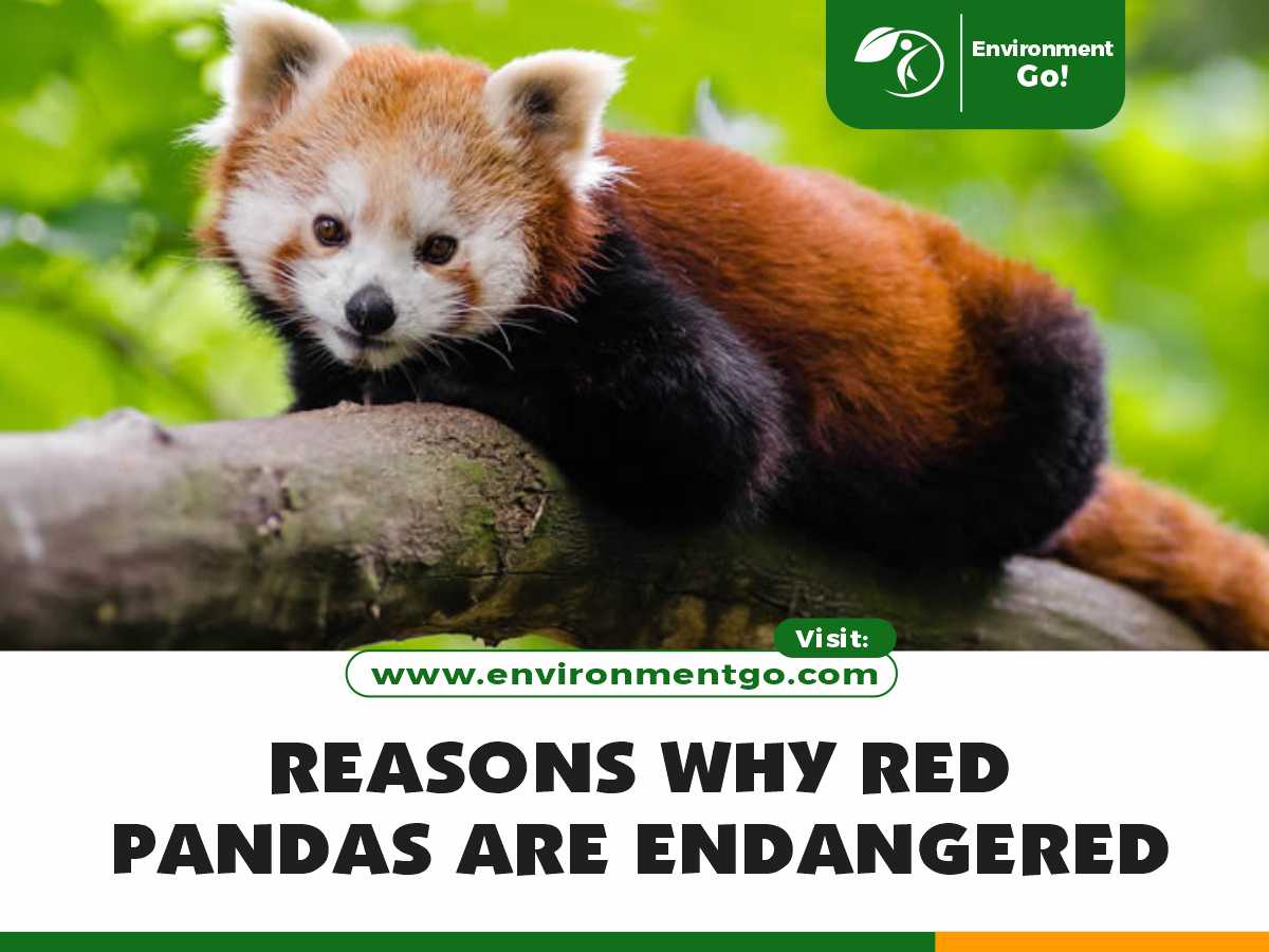 Reasons why red pandas are endangered