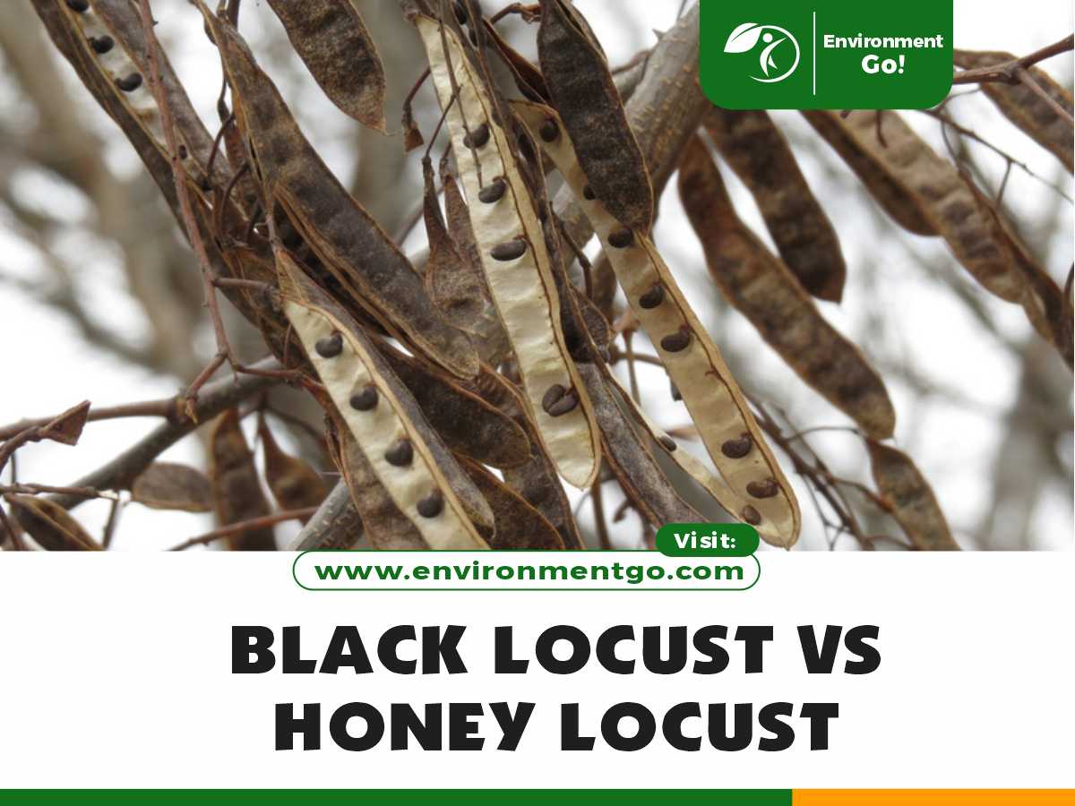 black locust vs honey locust