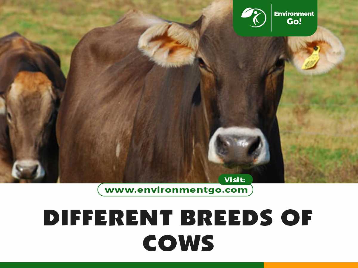different breeds of cows