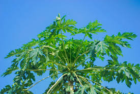 Shade trees with no root problems
