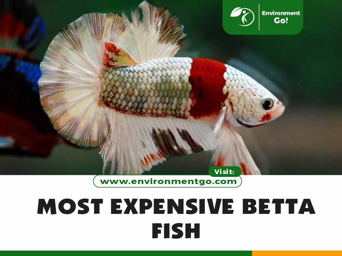 most expensive betta fish