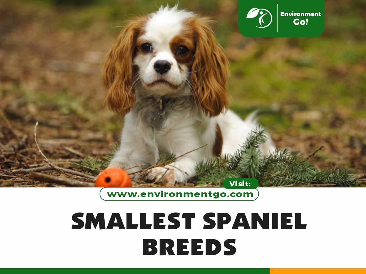 smallest spaniel breeds