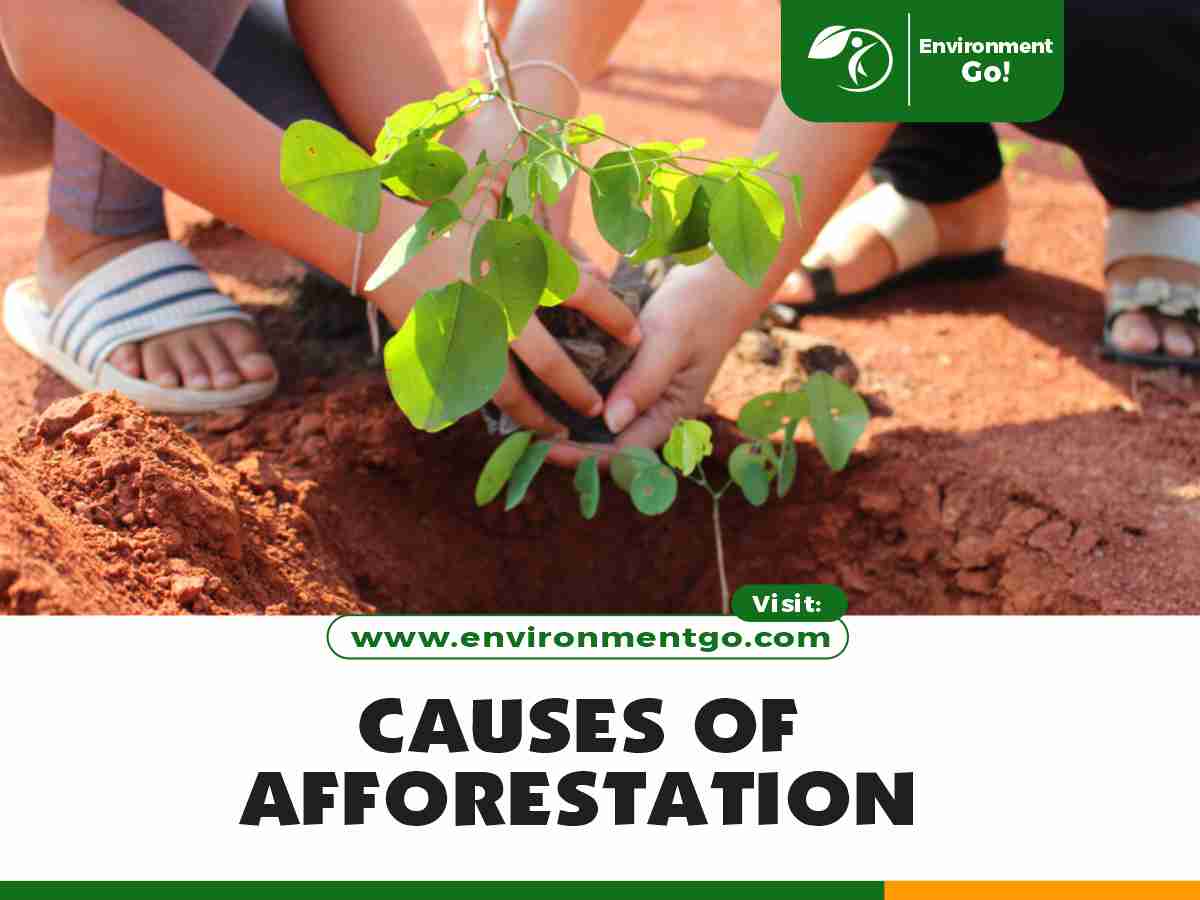 causes of afforestation