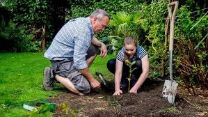 nevýhody zalesňování