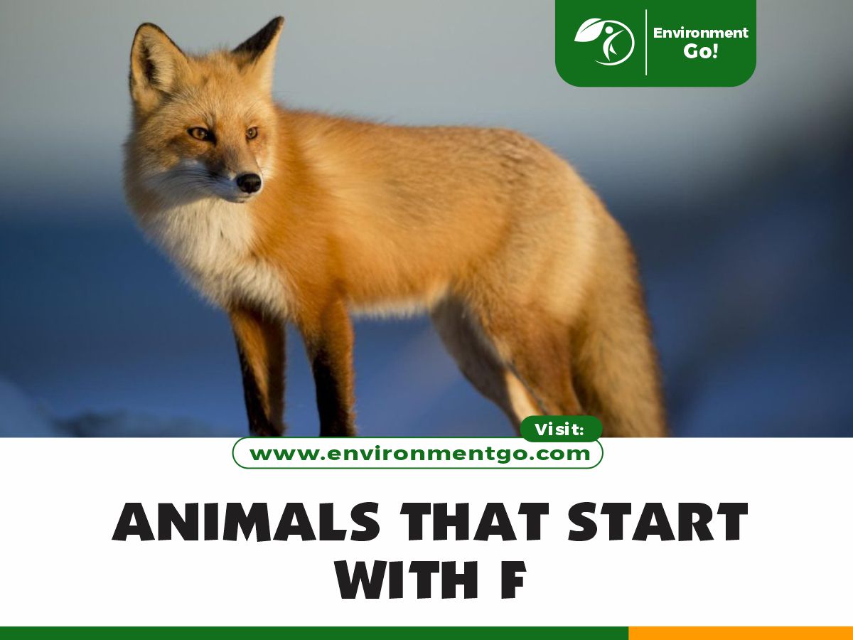 Animals that start with F