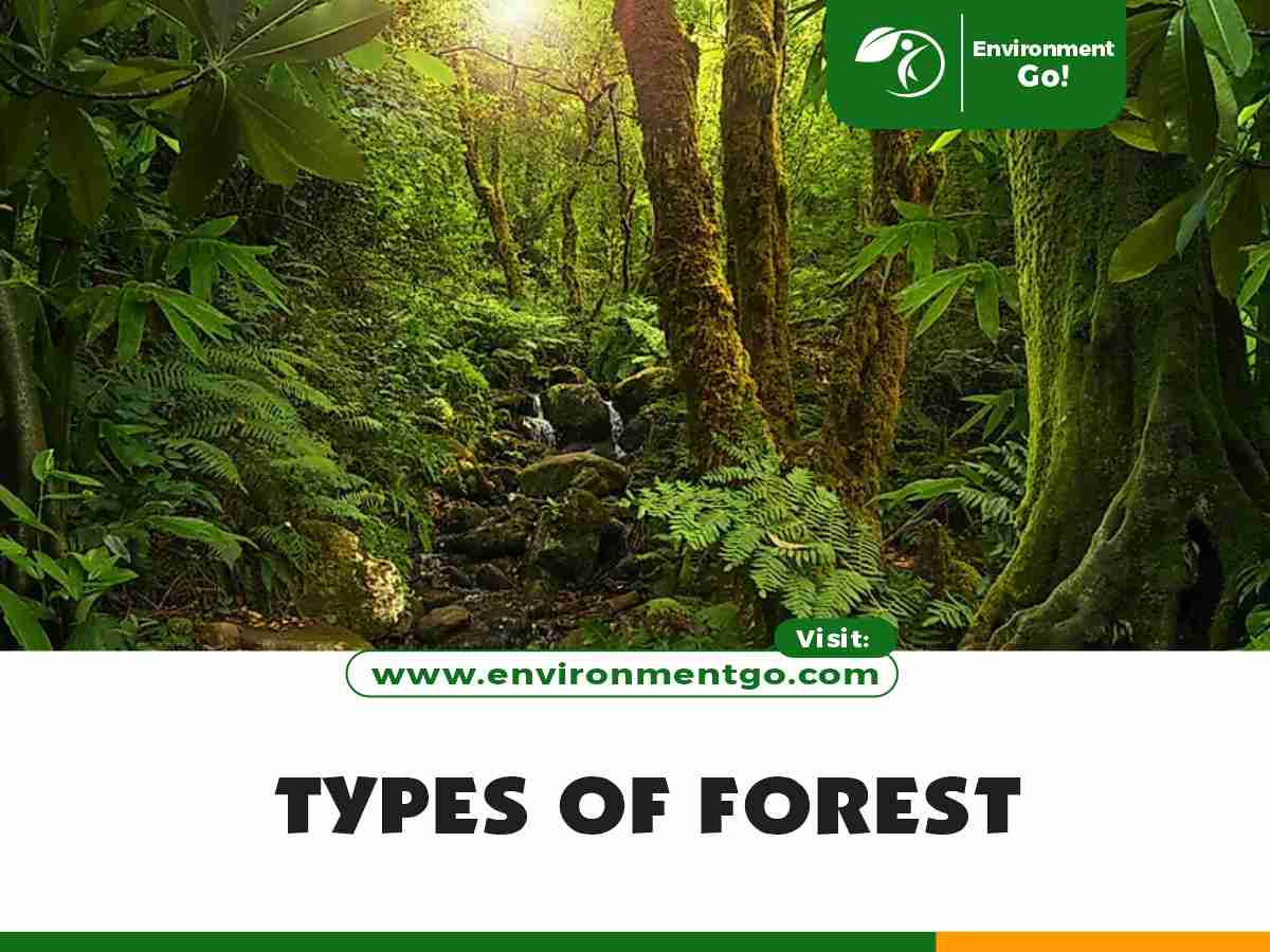 Types of Forest