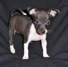 10 animals that start with T