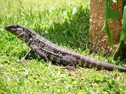 10 animals that start with T