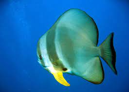 10 animals that start with T