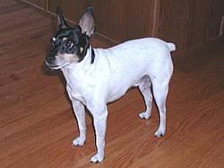 10 animals that start with T
