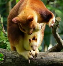 10 animals that start with T