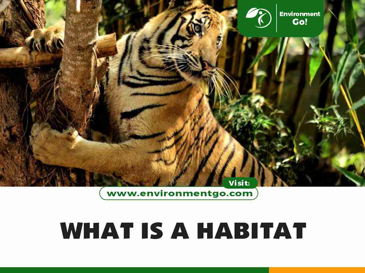 What is a Habitat