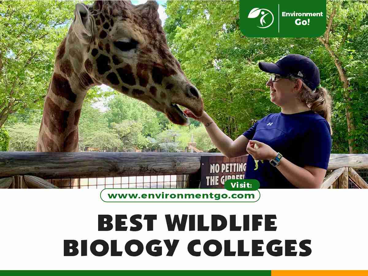 10 Best Wildlife Biology Colleges - Environment Go!