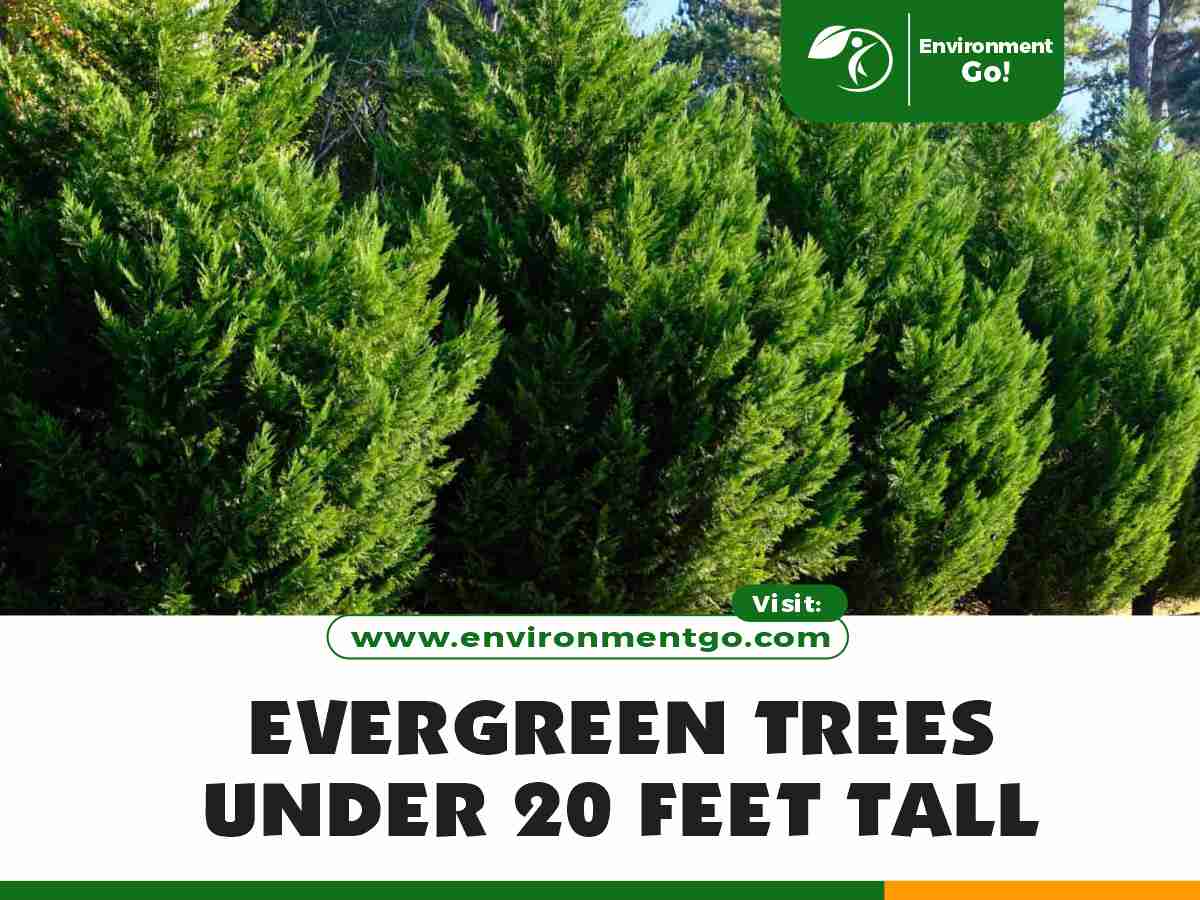 evergreen trees under 20 feet tall
