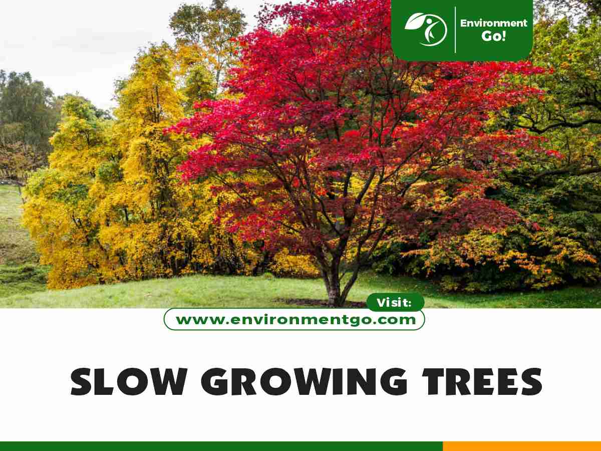 slow growing trees