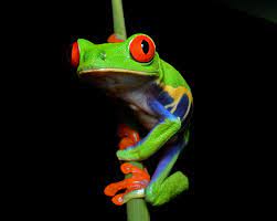 10 animals that start with T