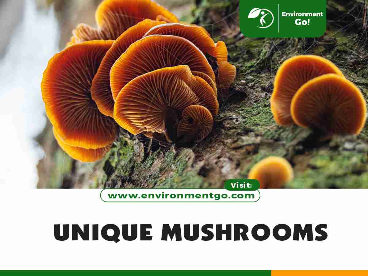 unique mushrooms