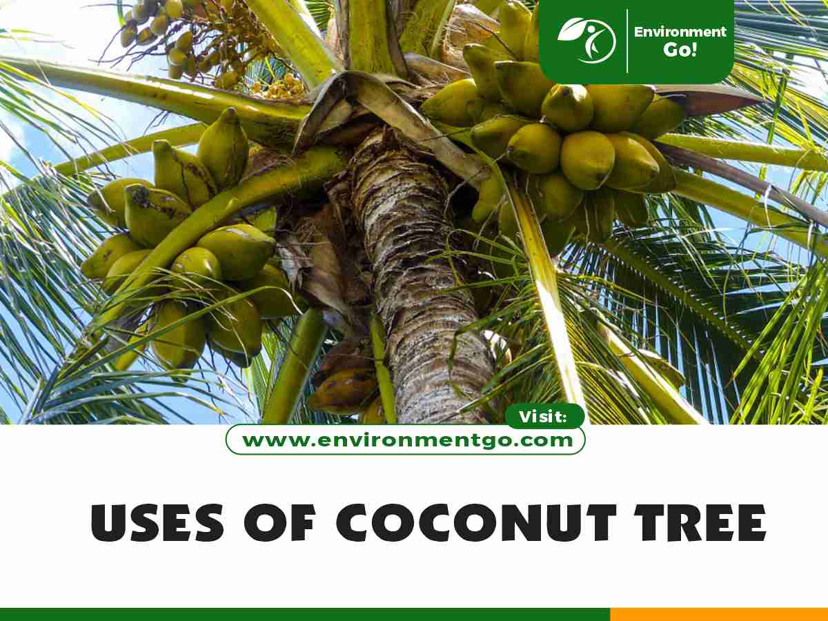 uses of coconut tree