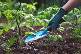 Higher Use Of Fertilizers- disadvantages of monoculture