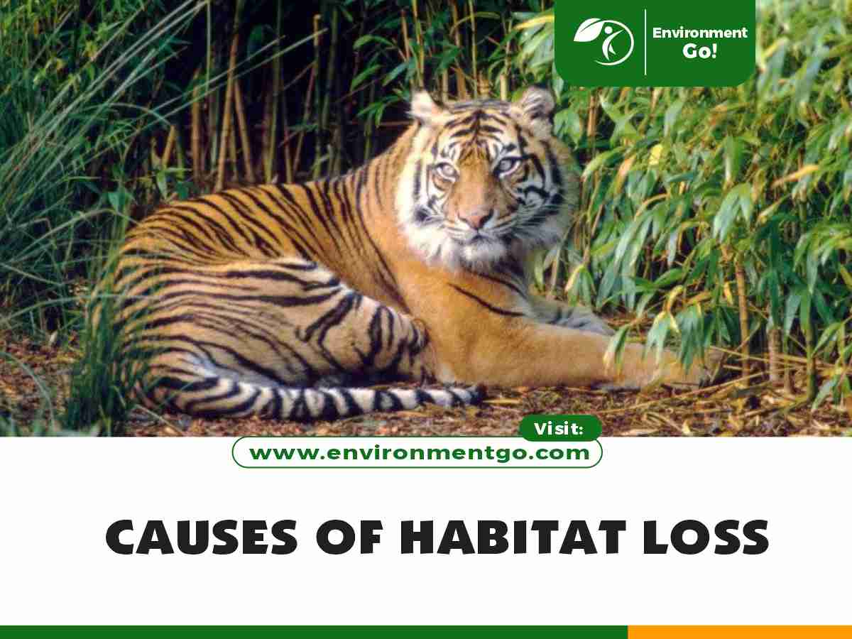 causes of habitat loss
