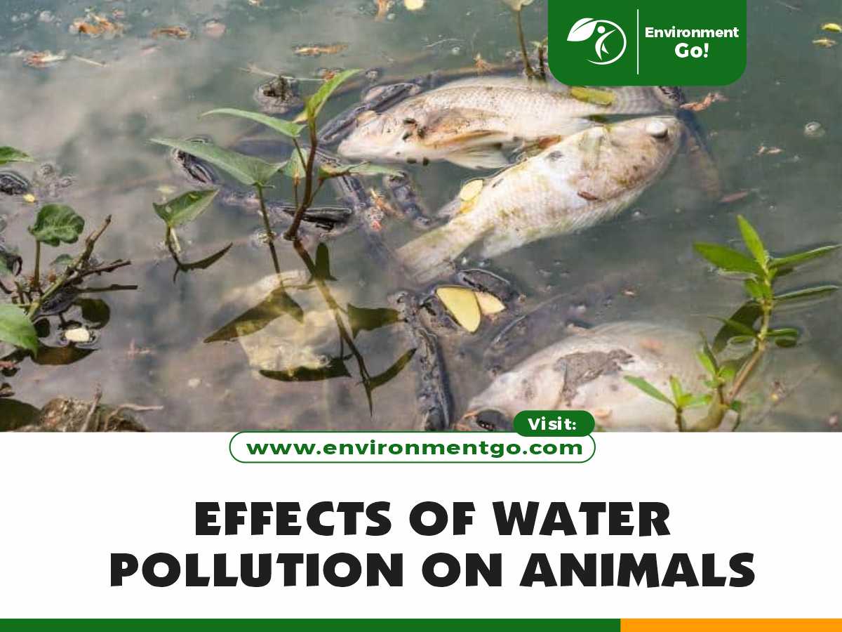 Effects of Water Pollution on Animals