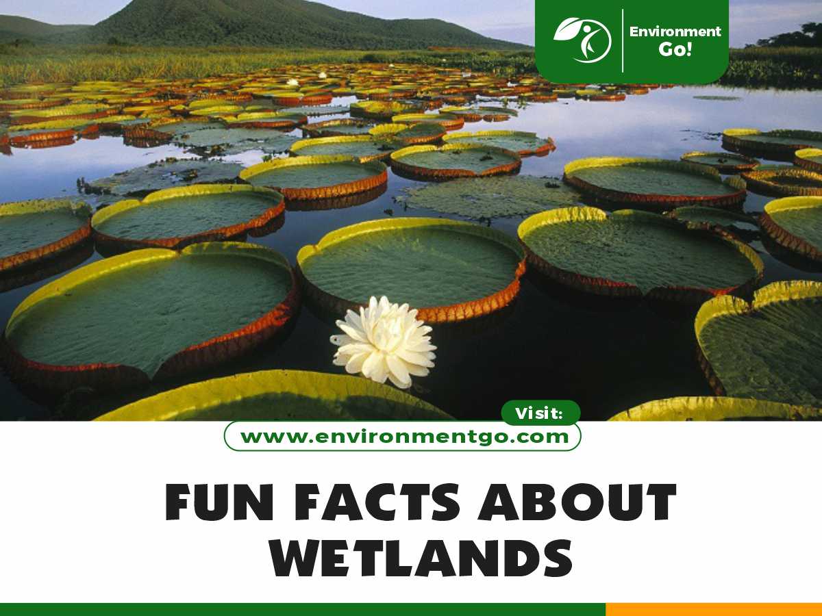 Fun Facts about Wetlands