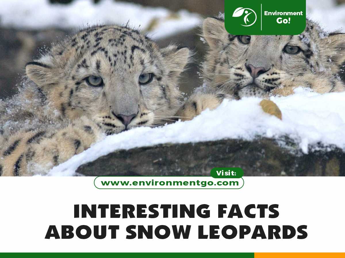 Zanimljive činjenice o snježnim leopardima