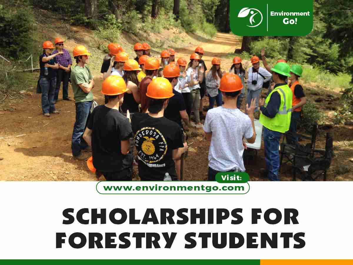 Scholarships for Forestry Students