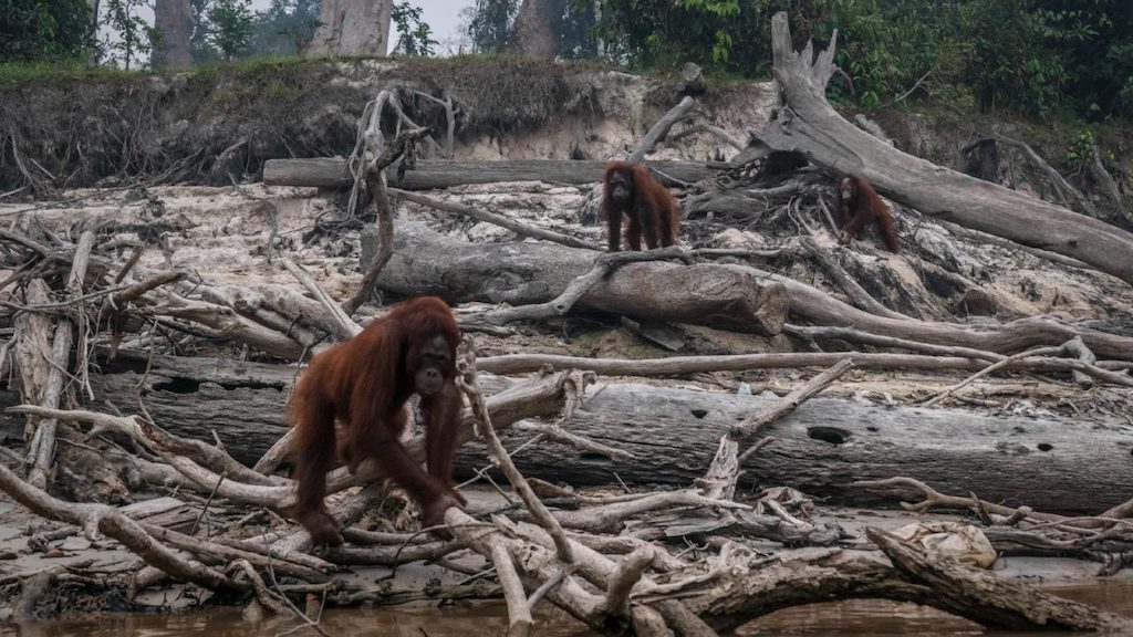 8 Ways Deforestation Affect Animals - Environment Go!