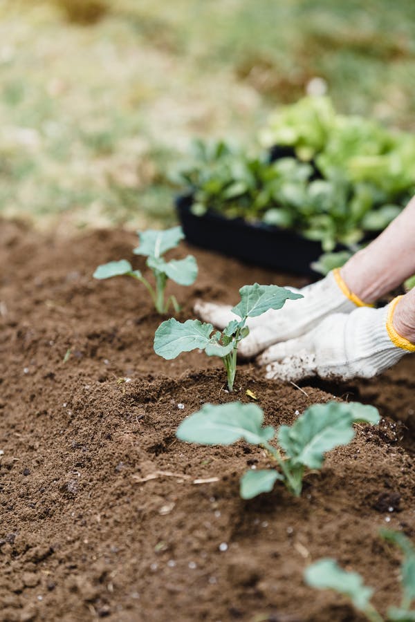 Healthier soil structure-advantages of crop rotation