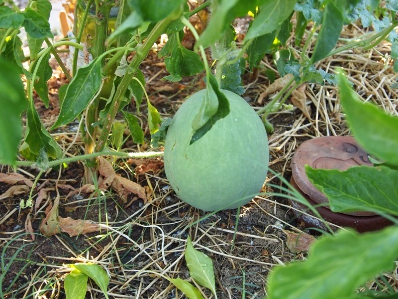 Different Types of Melons