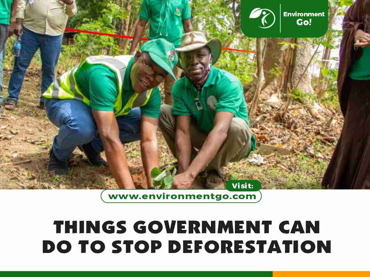 Things government can do to stop deforestation