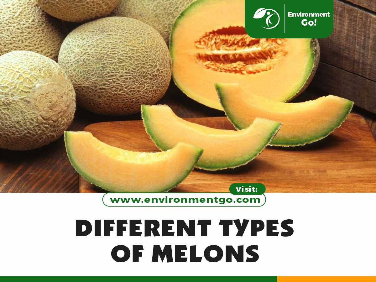 different types of melons