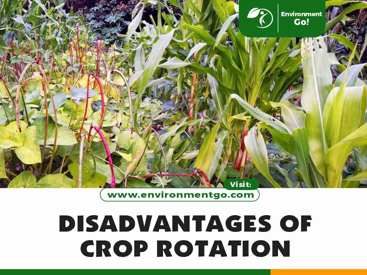 disadvantages of crop rotation
