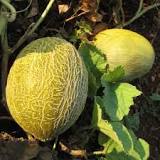 Different Types of Melons