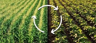 sustainable farming practice- advantages of crop rotation