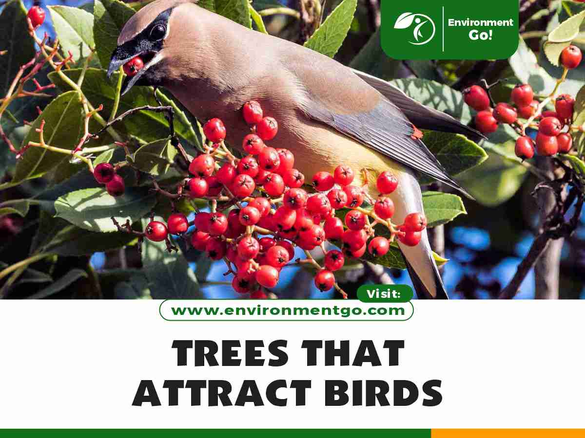 trees that attract birds