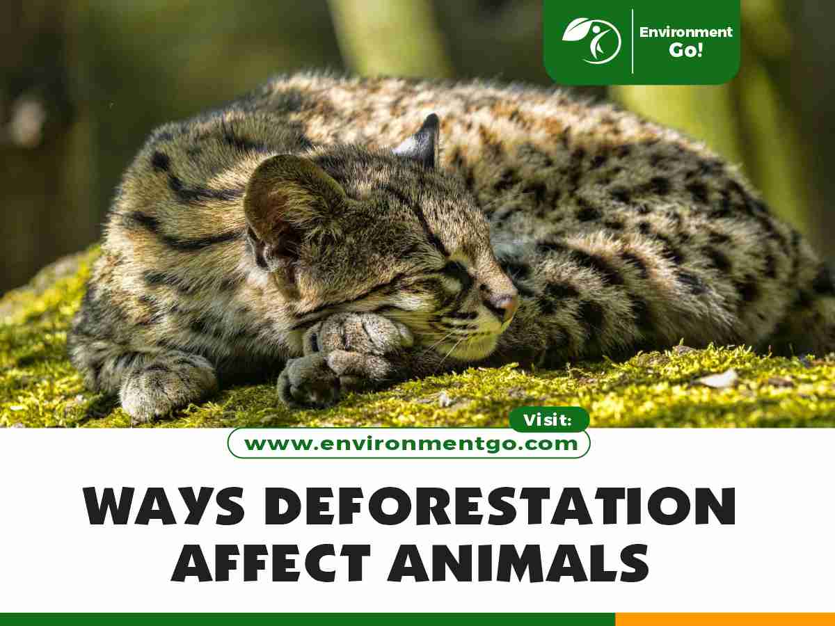Ways Deforestation affect animals