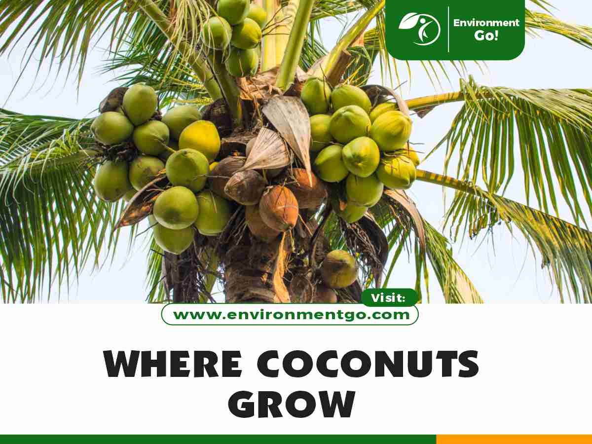 where coconuts grow
