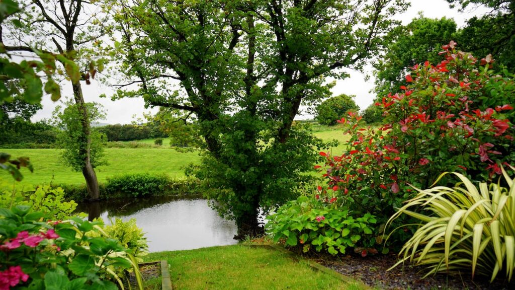 英国最常见的树木 - 白蜡木 (Fraxinus excelsior)