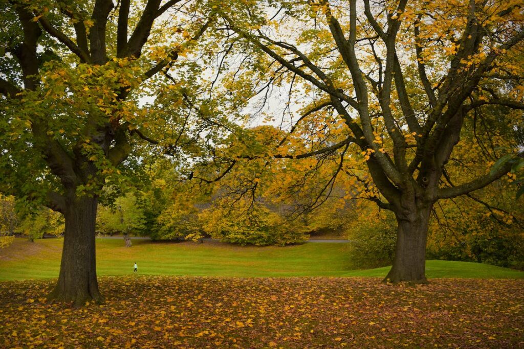英国最常见的树木——山毛榉（Fagus sylvatica）