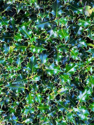 英国最常见的树木