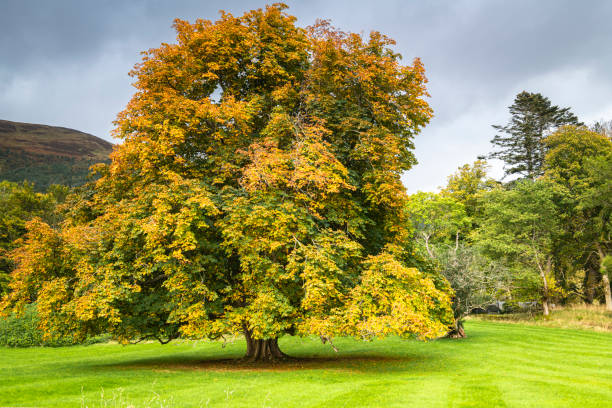 英国最常见的树木 - 七叶树 (Aesculus hippocastanum)