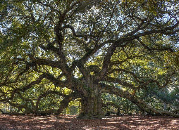Florida Trees with Moss- Live Oak (Quercus virginiana)