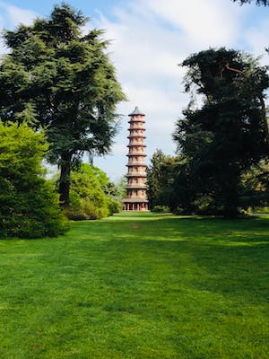 英国最常见的树木