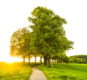 英国最常见的树木 - 橡树（Quercus robur）