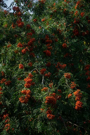 英国最常见的树木 - 花楸 (Sorbus aucuparia)