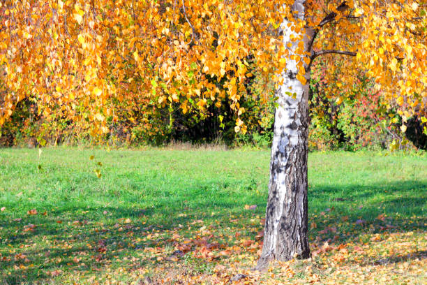 银桦（Betula pendula）是英国最常见的树木