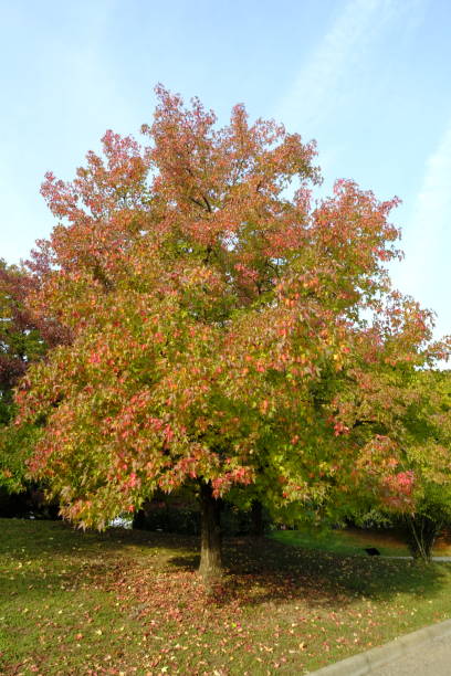 Florida Trees with Moss-Sweetgum (Liquidambar styraciflua)